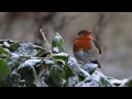 English Country Garden..No 1 ….jimmie rodgers Quaint Little song