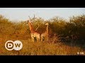 Repopulating Wildlife Parks in Mozambique | DW English