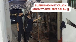 Pendekatan Calvin monyet galak menjadi jinak