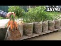 How to grow carrots in plastic bags🥕