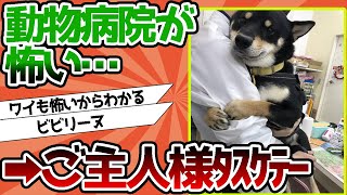 【2ch動物スレ】柴イッヌさん、動物病院を怖がってしまう…ご主人様ﾀｽｹﾃｰ