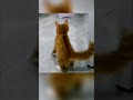 cat | funny cat | cat dance | cat in action | brilliant #cat #shorts #youtubeshorts  #ytshorts