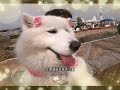 💖サモエドさくら💖ワンコと楽しいハロウィン🎃可愛いアイドル・素敵なコスプレ🐶💖✨🐶🐕🐩💖