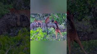 යාල කොටි දඩයම | Yala Leopard Hunting #amazing #viral #wildlife #youtube #shorts #video