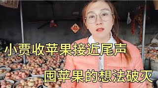 小贾收苹果接近尾声，囤10万斤苹果的想法破灭，这次听女朋友的