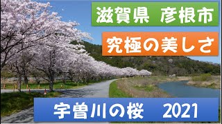 究極の美しい景色！　宇曽川の桜 2021　滋賀県彦根市  Cherry Blossoms 2021 Hikone, Japan