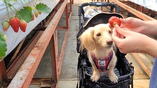 いちご大好き犬と初めてのいちご狩りに行ってきた！ ダックスフンド