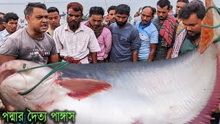 হঠাৎ পদ্মার বড় বড় পাঙ্গাস মাছে ভরে গেল মৈনট ঘাটে দেখুন | biggest fishmarket in padma river