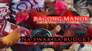 UPDATE SA PRICE BAGSAK PRESYO NA MANOK 02-09-2025