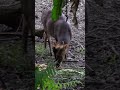 muntiacus reevesi micrurus eat dinner call.taipei zoo 山羌 晚餐 叫 台北市立動物園