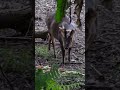 muntiacus reevesi micrurus eat dinner call.taipei zoo 山羌 晚餐 叫 台北市立動物園