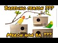 Meron nga bang BREEDING SEASON???