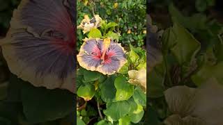 Visit to Samanta Nursery with Taiwan Hibiscus in stocks. #india #hibiscus