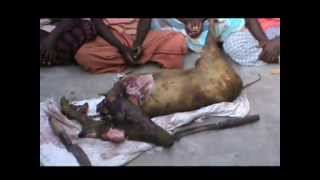 AGNI NEWS  SERVICES WILD BOAR KILLED 4  ARRESTED 1