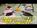 モフモフ猫のへそ天が可愛すぎる【ノルウェージャンフォレストキャット】