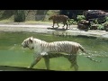 Dehiwala Zoo - White Tiger swimming