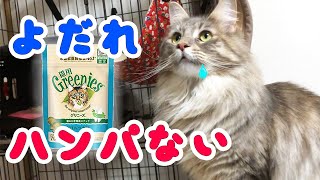 グリニーズ(歯磨きスナック)でよだれが滝💦になる猫【メインクーン】