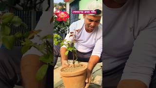 গোলাপ গাছ কিভাবে করবেন // How to grow \u0026 care Rose plants in pot at home . #viralshort #rose