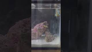 初めての海水魚飼育