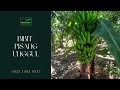 0822.2083.0527 (Tsel)TERPERCAYA, Harga Bibit Pisang Raja Bulu Kuning, Jual Bibit Pisang Raja Bulu