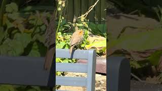 Mrs. Robin’s Bench Chirps as Mr. Robin Brings a Treat 🐦💛