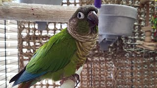 conure parakeet sounds for relaxation