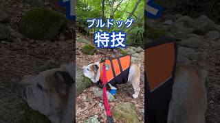 【ブルドッグ】激カワ！特技が少ない犬の貴重な特技⁈ #ブルドッグ #bulldog #わんこ #shorts