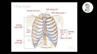 GIẢI PHẪU ĐƯỜNG HÔ HẤP DƯỚI | TS. BS. VÕ VĂN HẢI | Ôn thi SĐH 2023