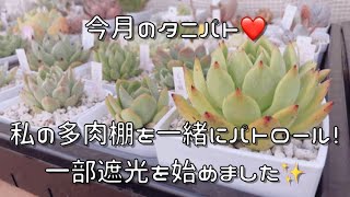 『多肉植物』今月のタニパト　私の多肉棚をパトロール♬