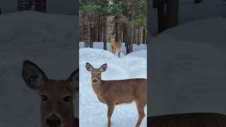 How adorable are these two, New Brunswick