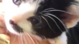 ❤️ Funny And Cute Animals Video #654 ❤️