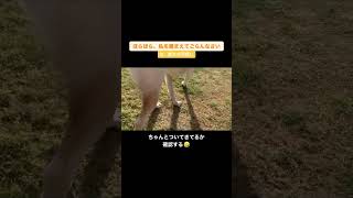 【捕まえてごらん】愛犬とママの遊び方 #保護犬 #雑種犬 #ラブラドール #癒し動画 #癒し #癒し犬 #可愛い犬 #保護犬を家族に