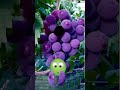 purple grapes are versatile and delicious shorts satisfying