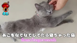 【ねこ】アゴをなでなでされて寝ちゃう猫。タイ語字幕付き。