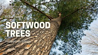 10 Softwood Trees in the Philippines