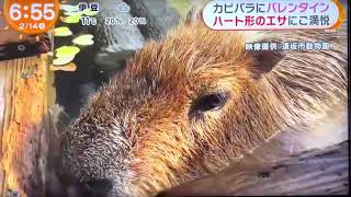 カピバラにバレンタイン ハート形のエサにご満悦 めざましテレビ2/14放送