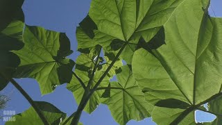 Павловния в Среднем Поволжье, Пенза / Paulownia / Paulownia tomentosa