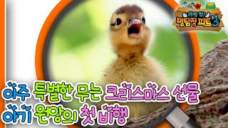 [EBS놀이터] 명탐정 피트3🔎｜아주 특별한 크리스마스 선물｜아기 원앙의 첫 비행｜숲 속 수사대｜동물｜식물｜곤충｜애니메이션