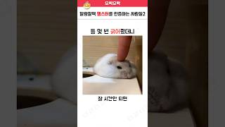 말랑찰떡 햄스터를 인증하는 사람들2ㅋㅋㅋ