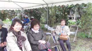 2015.4.11富士の巻狩り・狩宿桜まつりウォーク　下馬桜会場風景