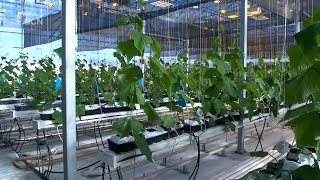 Aquaponics a growing industry in Alberta | Friday, Nov 8, 2024 | Landon Hickok | Bridge City News