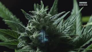 SUPERCHEESE - INDICA -POSITRONICS SEEDS