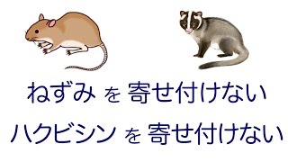 ネズミやハクビシンお困りの茨城県守谷市の方へ｜置くだけで寄せ付けないニームが主成分の天然忌避香