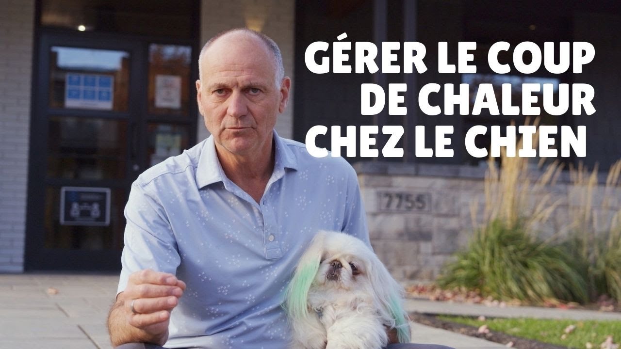 Comment Reconnaître Le Coup De Chaleur Chez Le Chien - Unis TV - YouTube