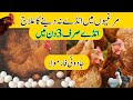 Murgi Anda Na De To Kya Karen? | How to Enhance Hens Eggs Production-By VOA