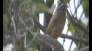 Cinnamon Breasted Bunting