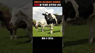 유럽인이 바다잡초라 천대하던 해조류를 먹게된 충격적인 이유