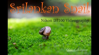 Sri Lankan Snail | Golubella | Sri Lanka Nature | Nikon D7100 Videography