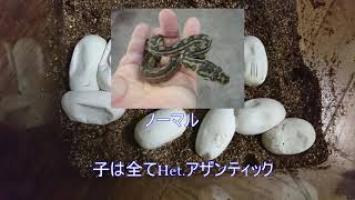 【CARPET PYTHON】カーペットパイソン産卵予定日まであと僅か