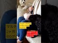 【パピー犬動画】こんなに元気な2ヶ月810グラムはじめてかも　 マルチーズ　 子犬　 仔犬　 幼犬　 パピー犬　 マルチーズ子犬の体重　 puppydog　 maltese